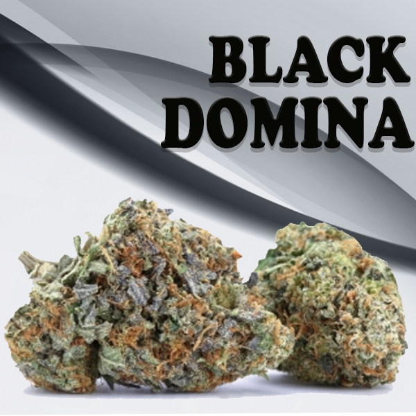 Black Domina- AAAA "14 Grams Canned" .