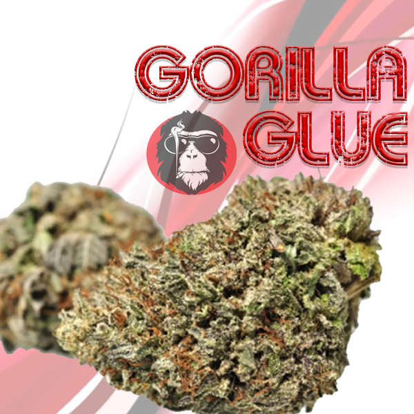 Gorilla Glue (AAA)- 28G *2014 CANNABIS CUP CHAMPIONS* – Weed The Best