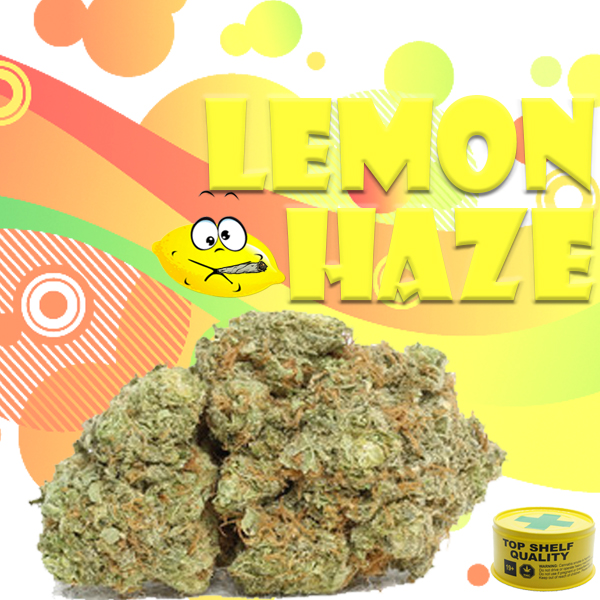 Lemon Haze 14grams (CANNED) “AAAA” Weed The Best